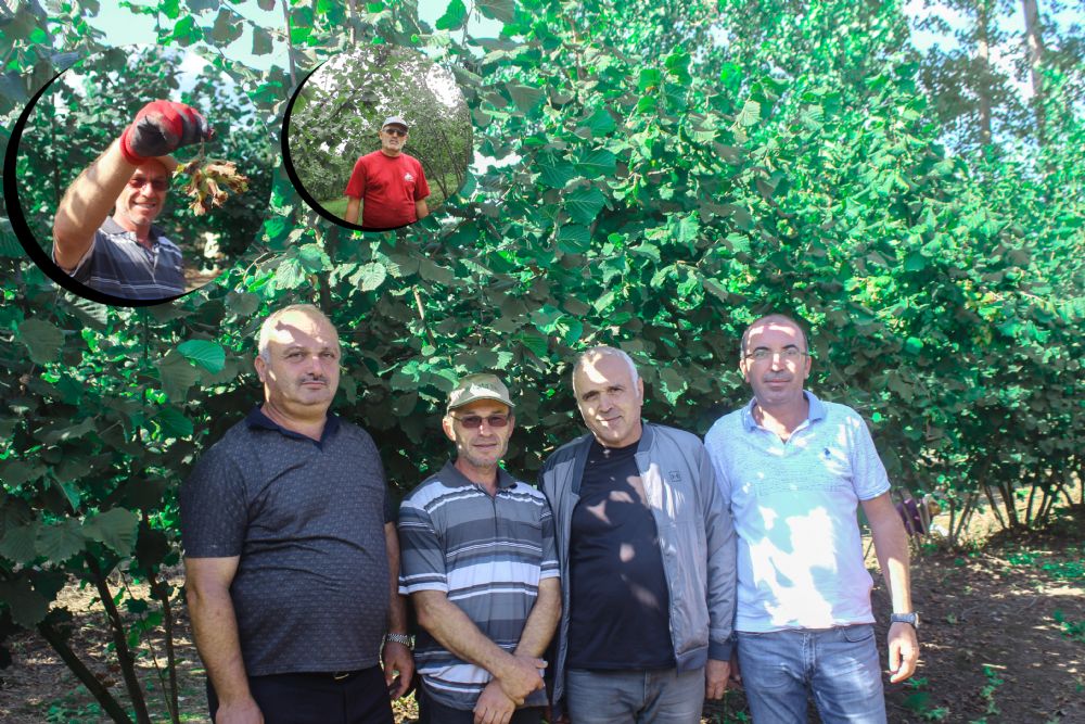 Fındık Bahçelerinde Rehabilite Projesi’nin İlk Hasadı Başladı