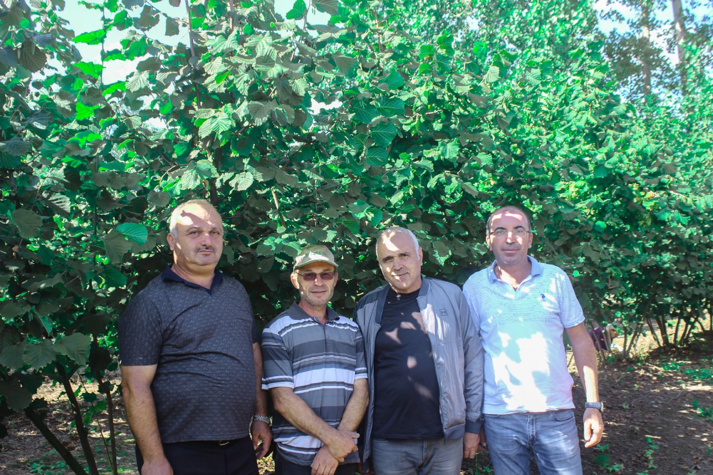 Fındık Bahçelerinde Rehabilite Projesi’nin İlk Hasadı Başladı